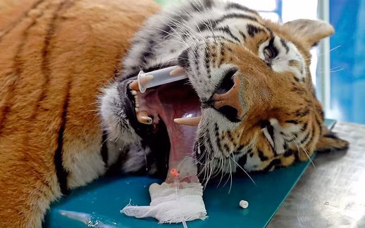 Chú hổ Siberia Igor, 13 tuổi, mê man trên bàn mổ trước cuộc phẫu thuật tế bào gốc không xâm lấn ở vườn thú Szeged, Hungaria, hồi tháng 4/2018.