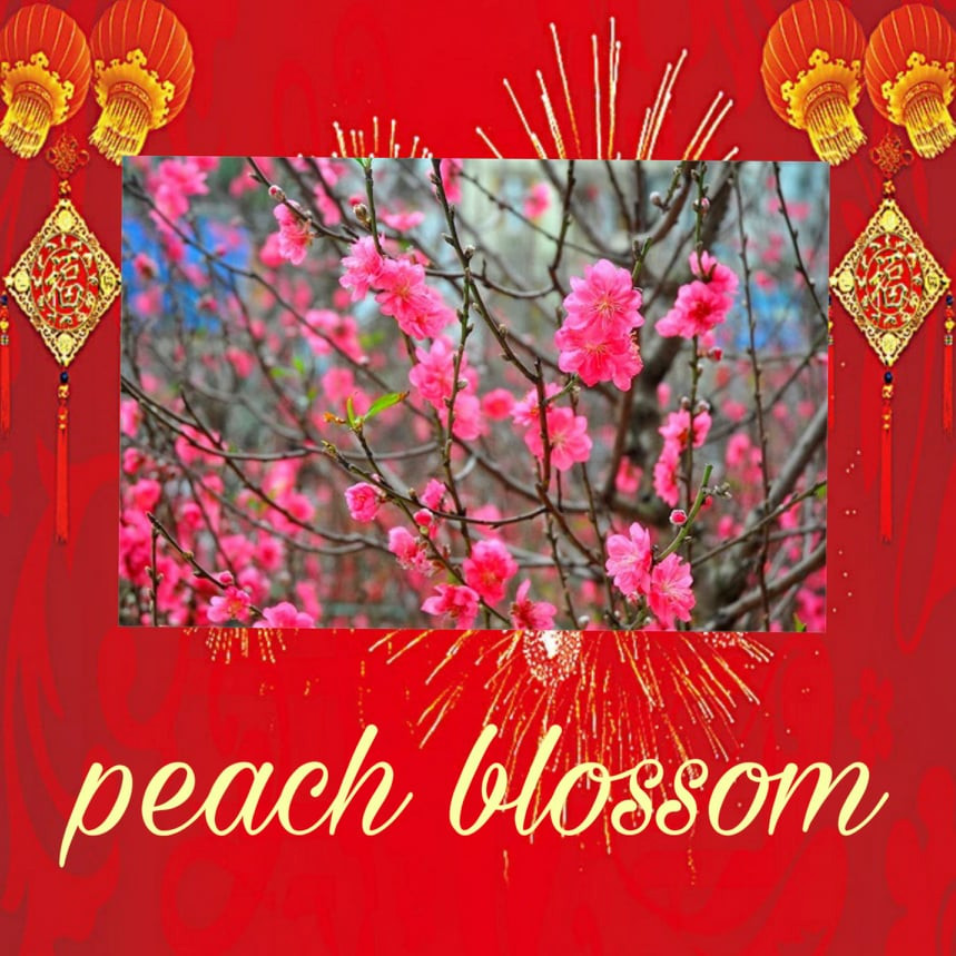 Peach blossom /piːtʃ ˈblɒs.əm/: Hoa đào