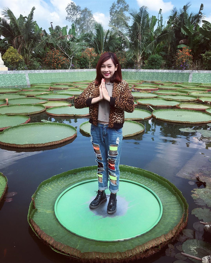 Người trưởng thành có thể đứng trên lá sen không lo bị chìm. (Ảnh: nhuycaongo)