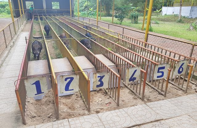 7 chú heo đua đang bứt phá, cạnh tranh quyết liệt trên trường đua.