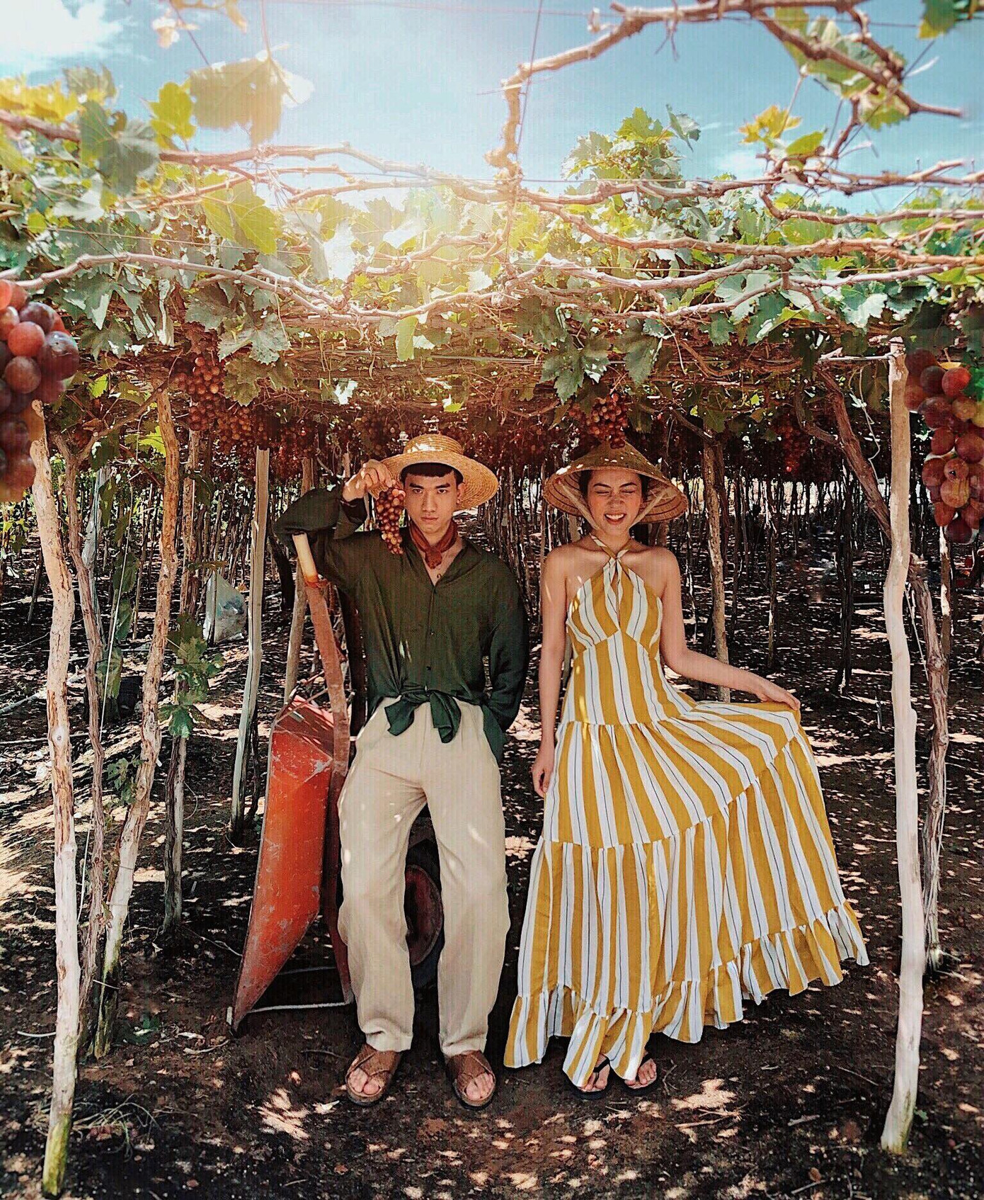 Vườn Nho Ninh Thuận cũng trở nên đầy sức sống giữa tiết trời oi bức.