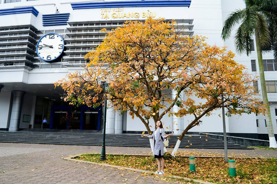 Đại học Bách Khoa cũng trở thành điểm check-in cực lí tưởng trong mùa cây thay lá. (Ảnh: Triệu Việt Linh)