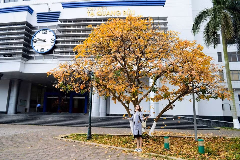 Đại học Bách Khoa cũng trở thành điểm check-in cực lí tưởng trong mùa cây thay lá. (Ảnh: Triệu Việt Linh)