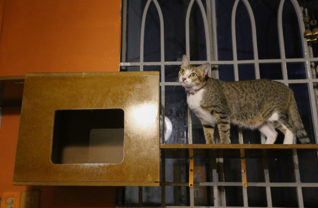 Những chú mèo hiền lành, dễ thương leo trèo đùa giỡn với khách.