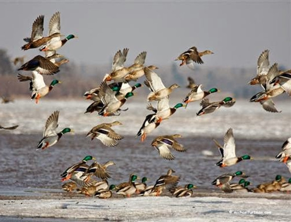 Câu chuyện săn vịt trời minh họa rất rõ cho cách nhìn tích cực và tiêu cực đối với cùng một sự việc.