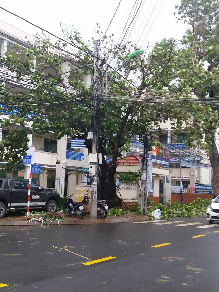 Cây chất thành đống ngoài trường tiểu học Phước Hòa 1 và trường Trần Nhật Duật (Nha Trang) - Ảnh Ha An