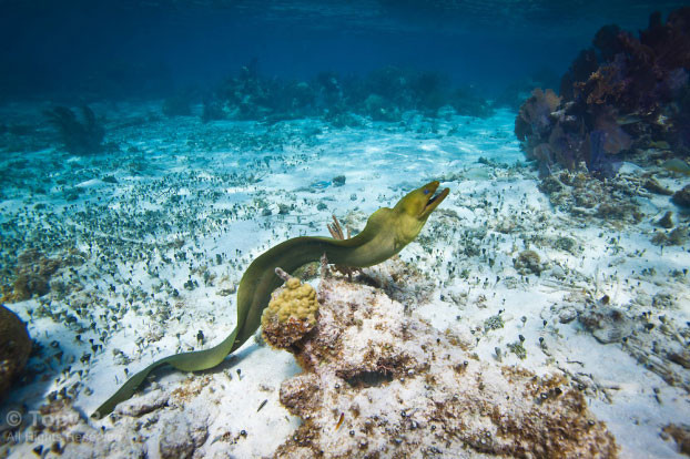 Đâu chỉ có rùa, còn vô số động vật vượt xa con người về khoản sống lâu ảnh 3