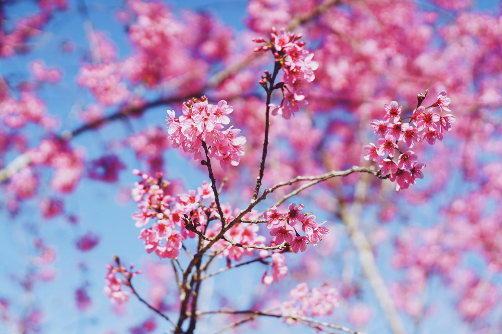 Mai anh đào nở rộ khắp "hang cùng ngỏ hẻm" ở Đà Lạt. (Ảnh: Đỗ Tuấn)