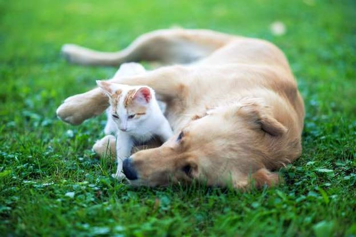 "Vòng tay che chở".