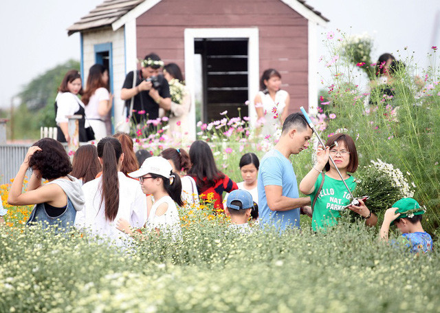 Những vị trí đẹp, cúc họa mi nở nhiều luôn trong tình trạng có hàng chục người đứng chen chân chờ đến lượt được chụp ảnh.