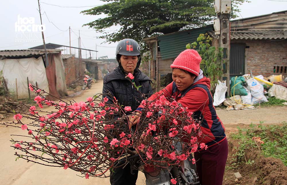 Cô Hồng (bên phải) chủ yếu tiếp khách lẻ, vườn đào của cô cũng đã bán gần hết.