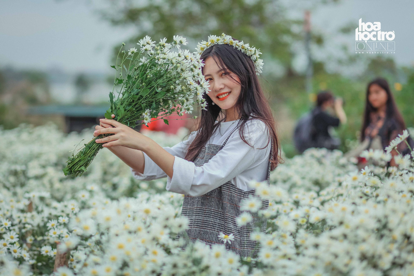 Mỗi năm chỉ một mùa cúc họa mi, những người yêu hoa không bỏ lỡ cơ hội để mang những bó hoa thật đẹp về nhà mình.