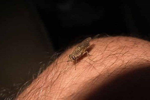 Ruồi ngủ xê xê Châu Phi mang kí sinh trùng chứa mầm bệnh gây bệnh ngủ ở người và bệnh nagana ở vật. Bệnh nhân dễ rơi vào trạng thái hôn mê sâu và điều này sẽ sớm dẫn đến cái chết.