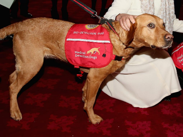 Những chú chó được cho là có thể dò tìm bệnh qua mẫu máu, hơi thở, thậm chí là mùi mồ hôi của bệnh nhân.