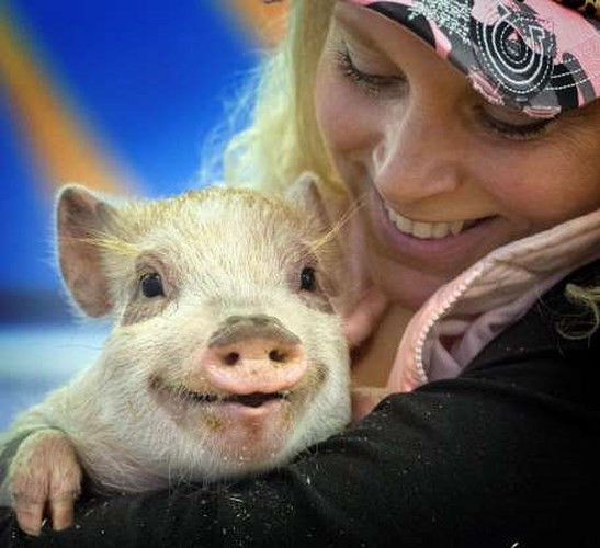 Khuôn mặt hạnh phúc của một chú lợn khi được bế trên tay.