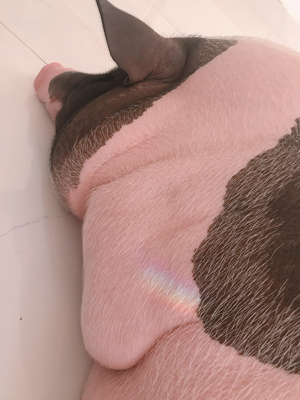 "Thấy nhiều người rộ lên thú nuôi heo cảnh, tuy quảng cáo là heo mini nhưng mình thấy toàn lợn... Móng Cái. Rút kinh nghiệm sâu sắc từ Gấu, mình cảnh báo là sau này nó sẽ to lắm, không nhỏ hoài đâu, mà không ai tin. Đành chịu luôn", Yên cười. Ảnh: NVCC