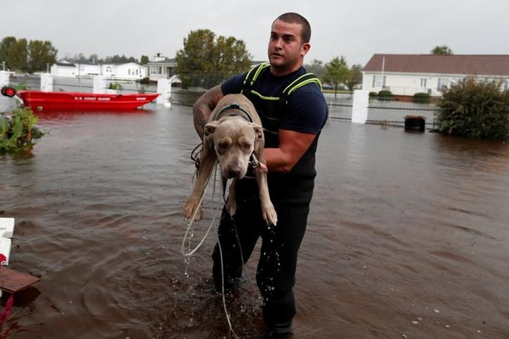 Hạ sĩ quan tuần duyên Mỹ Kelly mang chú chó này tới nơi an toàn lúc bão nhiệt đới Florence gây ngập lụt nặng ở Lumberton, Bắc Carolina.