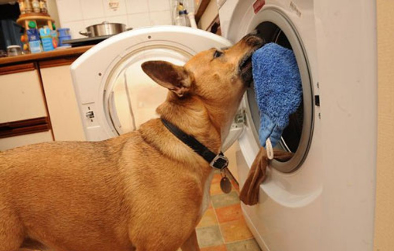 Có thể bạn sẽ muốn nuôi ngay một chú chó sau khi đọc những câu chuyện "phi thường" này ảnh 1