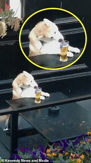 Đồ ngon thế này không lén húp một ngụm thì quả là có lỗi với cuộc đời quá các bác ạ!