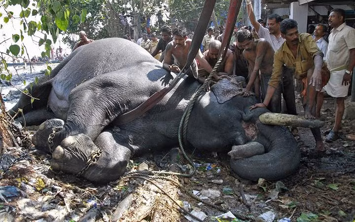Chú voi Ayyappan được cứu khỏi đầm lầy bên bờ hồ Vembanad, ngoại ô thành phố Kochi ở Ấn Độ tháng 2/2014.