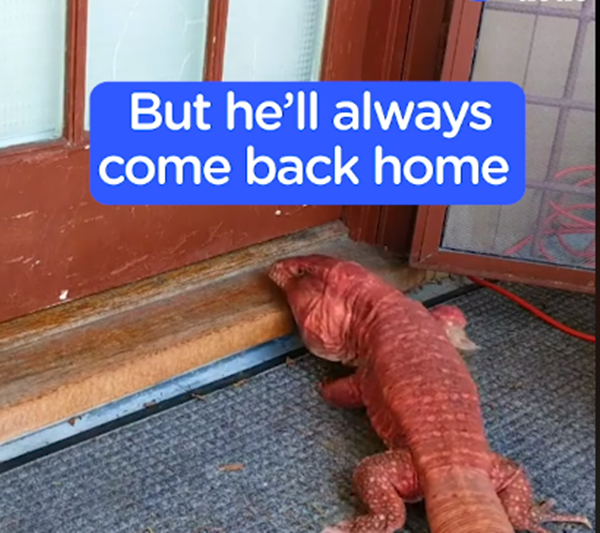 Và khi chán tôi sẽ tự về nhà...