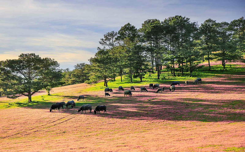 Bình yên và trong lành. Ảnh: Võ Trang.