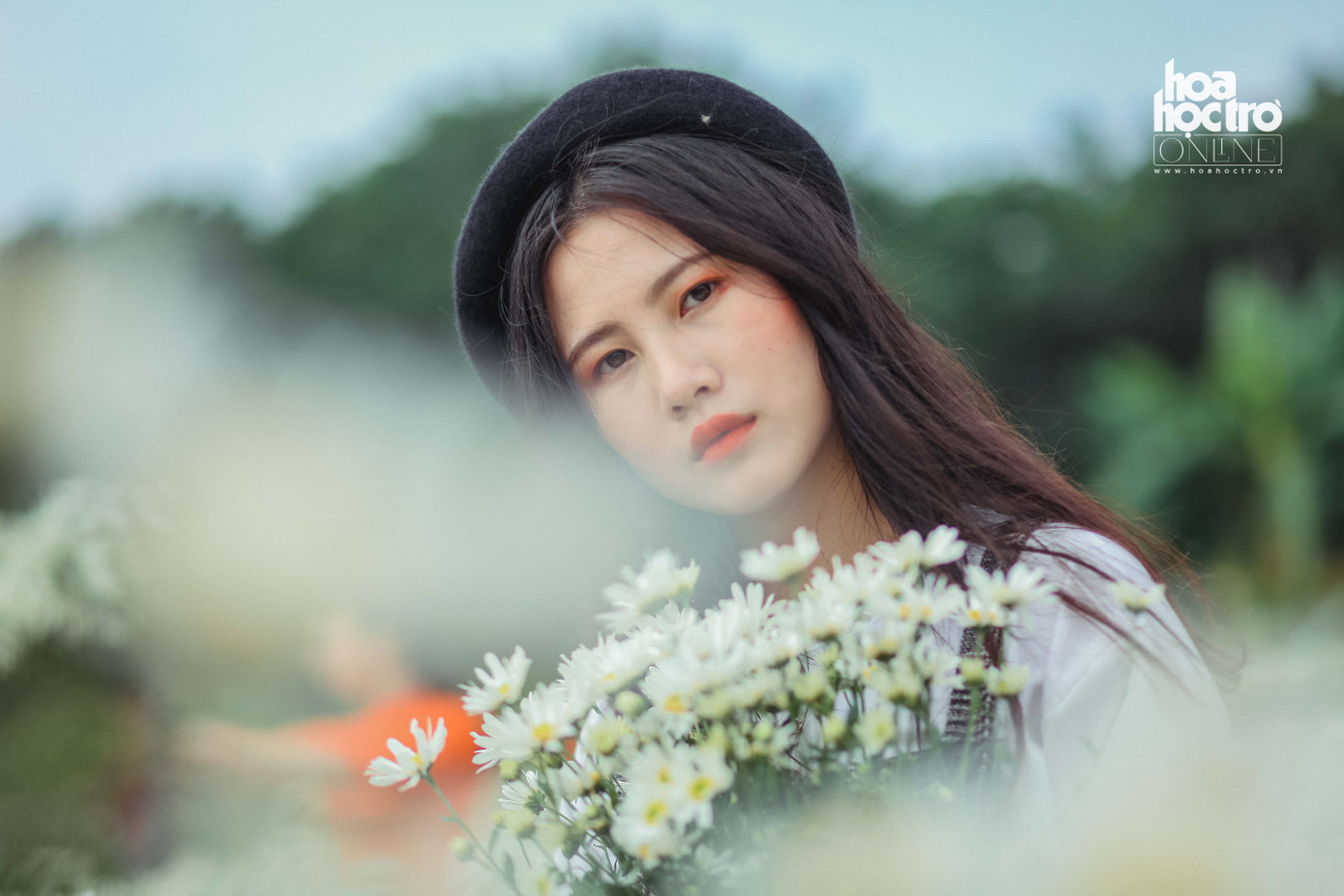 Cúc họa mi như thể một món quà đặc biệt mà Hà Nội dành cho những ai ghé qua đây mỗi khi Đông về.