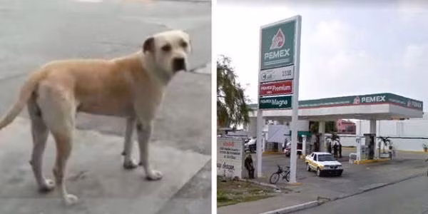 Chú chó cơ nhỡ ngày nào...
