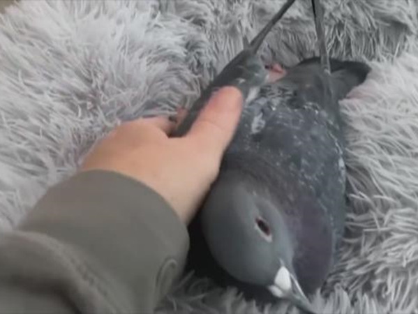 Chú bồ câu Herman bị khuyết tật, nên không thể bay.