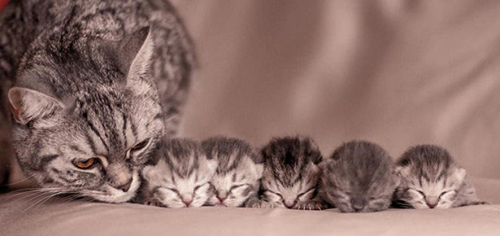 Niềm hạnh phúc giản dị của mèo mẹ là được thấy giấc ngủ bình yên của đàn con thơ.