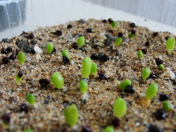 Số hạt nảy mầm vừa phải cho thấy bạn có thể tự tin, nhưng cũng rất thận trọng.