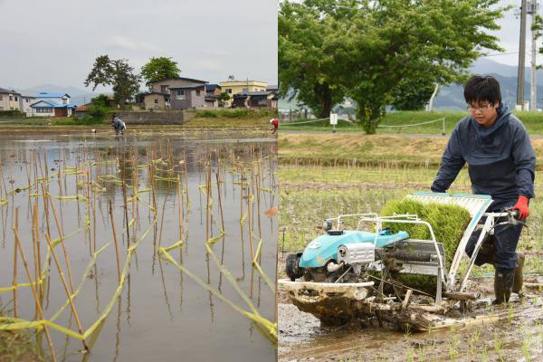 Tuy nhiên, những nghệ sĩ đã mất rất nhiều thời gian để sắp xếp màu sắc và trồng đúng lúa vào các vị trí đã được xác định sẵn. Tuy nhiên, những nghệ sĩ đã mất rất nhiều thời gian để sắp xếp màu sắc và trồng đúng lúa vào các vị trí đã được xác định sẵn.