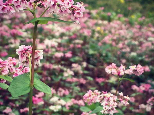 Ảnh: ami.catsnanny.