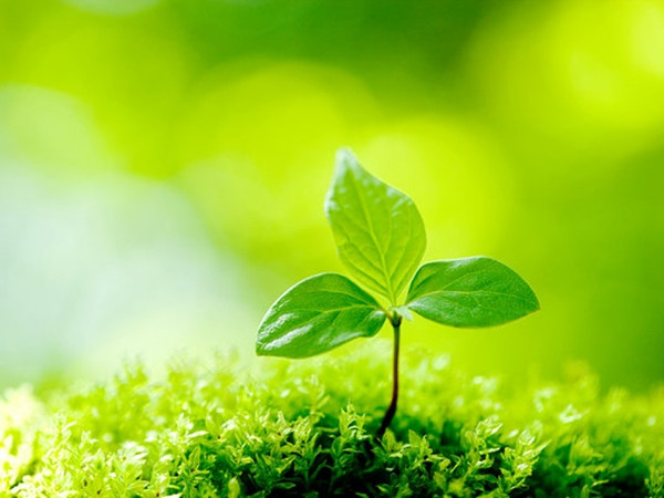 Hình ảnh cây xanh luôn đem lại cảm giác dễ chịu cho người nhìn.