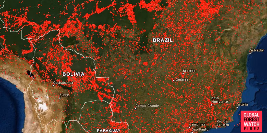 Bản đồ cho thấy các đám cháy xuất hiện ở khắp Brazil ngày 13/8. Ảnh: Global Forest Watch Fires.