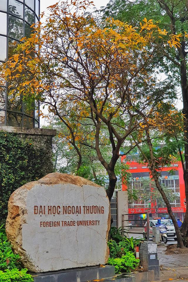 Ngay cổng trường đại học Ngoại Thương, một cây lộc vừng nhuộm vàng một góc phố Chùa Láng. (Ảnh: Nguyễn Ngọc Tân)