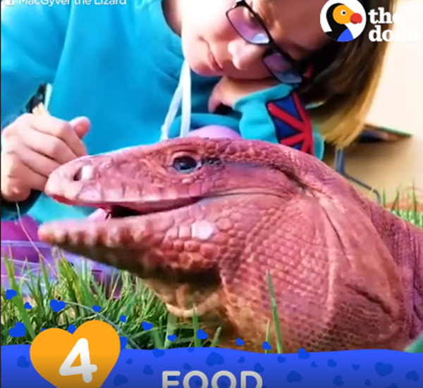 Đồ ăn là thứ không thể thiếu, nho, bánh, thịt...