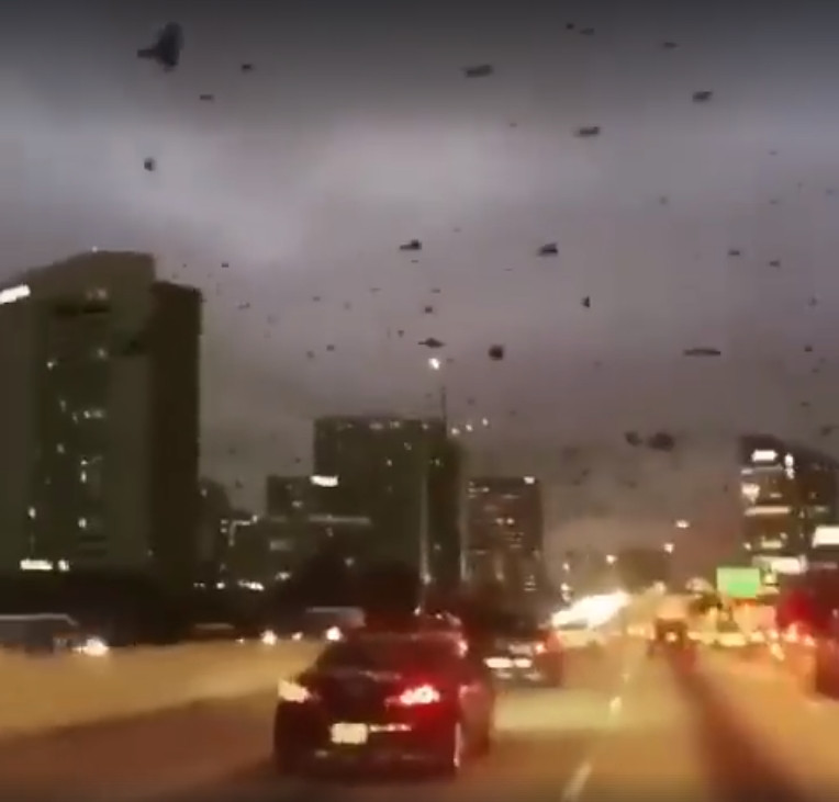 Chim chóc bay toán loạn tìm chỗ trú.