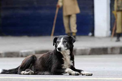 Chó gây ra khoảng 17.400 ca tử vong mỗi năm.