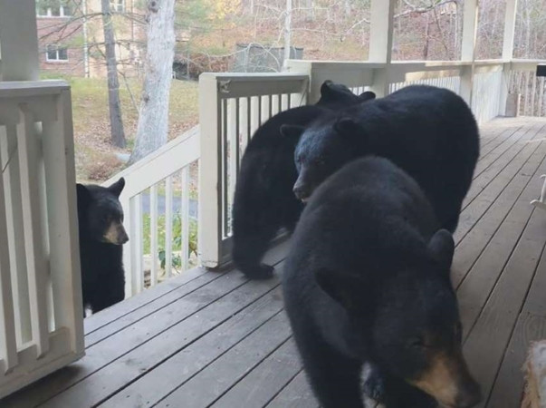 Gia đình gấu thoải mái ăn trưa ở hiên nhà anh Patrick mỗi ngày.