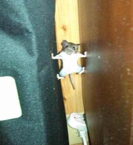 Kẻ cắp phô mai đáng ghét.