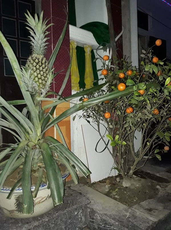 Khi quất bị cho ra rìa, dứa mới là cây "ngự trị" trong chậu cảnh.