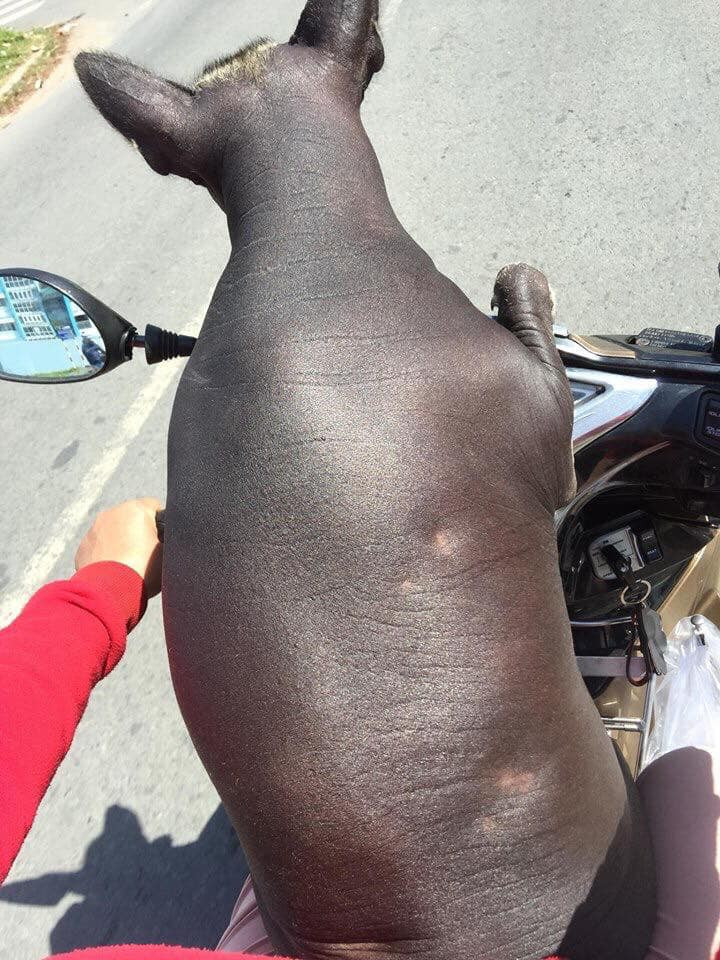 Làn da đen không tỳ vết.