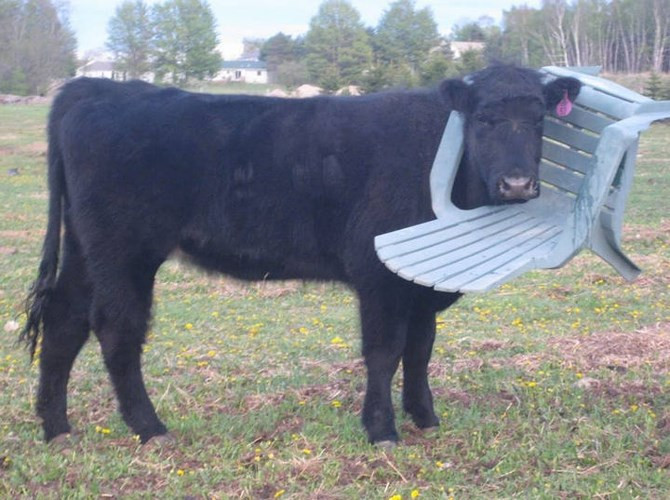 "Ghế biến đi đâu rồi nhỉ? Đây chứ đâu".