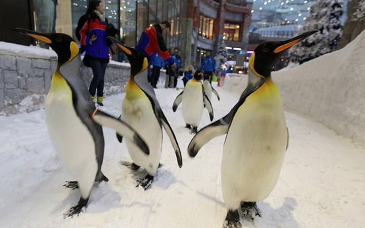 Dubai là nơi biến những điều không thể thành có thể, đơn cử là khu nghỉ dưỡng trượt tuyết được xây dựng ngay giữa sa mạc. (Ảnh: BI)