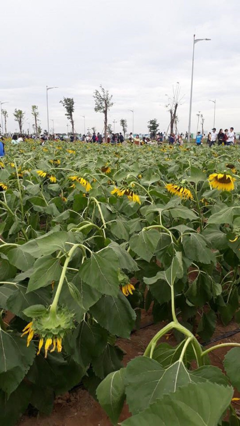 Hướng dương là loài hoa có tuổi thọ ngắn, chỉ vươn cao khi có ánh mặt trời chiếu vào