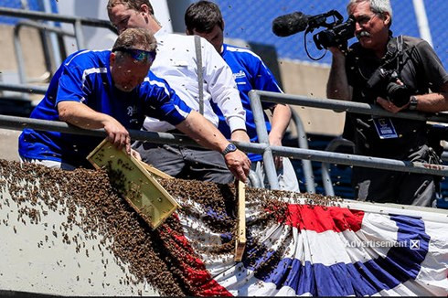 Theo ước tính có khoảng 60 ca tử vong mỗi năm do bị ong đốt. Thông thường các trường hợp tử vong là do sốc phản vệ sau khi bị ong đốt.