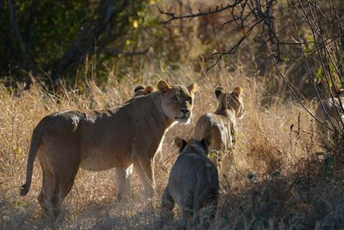 Sư từ gây 100 ca tử vong mỗi năm. Sư tử là động vật ăn thịt và con người cũng dễ trở thành con mồi của chúng.