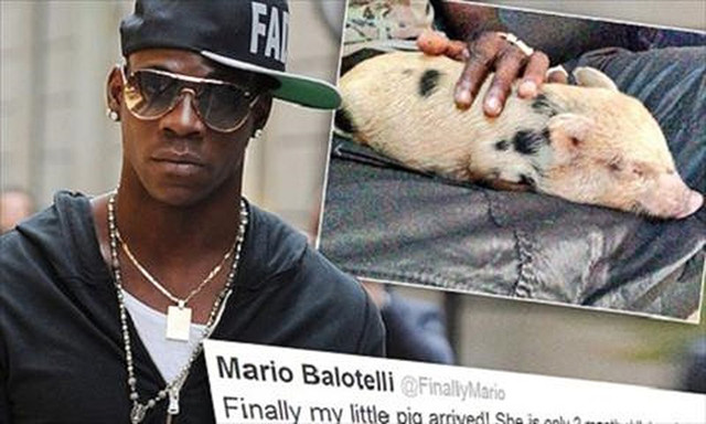 Cầu thủ bóng đá nổi tiếng thế giới Balotelli cũng từng nuôi một con lợn như thú cưng. Cầu thủ bóng đá nổi tiếng thế giới Balotelli cũng từng nuôi một con lợn như thú cưng.