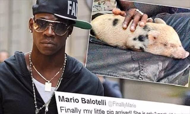 Cầu thủ bóng đá nổi tiếng thế giới Balotelli cũng từng nuôi một con lợn như thú cưng.